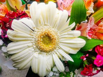 Close-up of white daisy