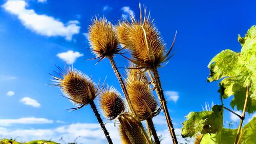 Low angle view of flowering plants against blue sky