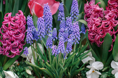 Beautiful fairy dreamy magic red blue purple violet hyacinthus muscari flowers with green leaves