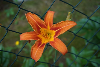Close-up of orange flower on chainlink fence