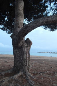 Tree trunk by sea against sky