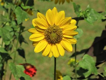 Close-up of yellow flower blooming on field