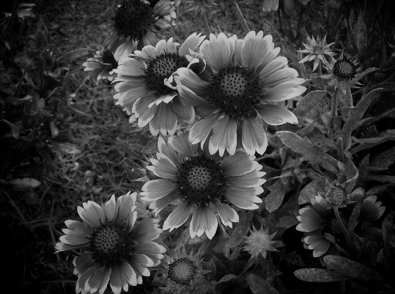 flower, plant, growth, nature, outdoors, flower head, close-up, fragility, no people, leaf, beauty in nature, day, concentric, freshness