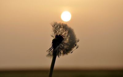 Close-up of dandelion against sky during sunset