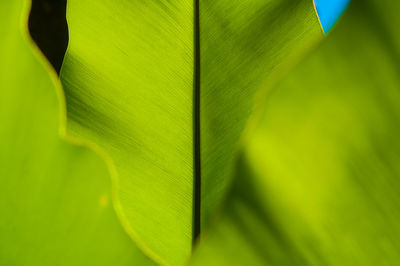 Close-up of green leaves