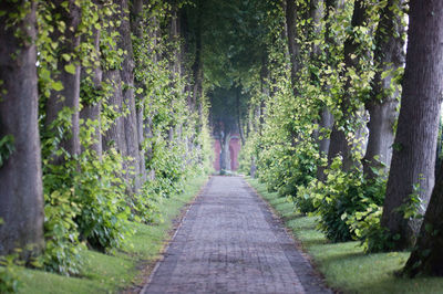 Walkway amidst trees