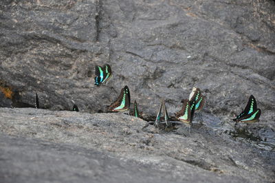 High angle view of people on rock