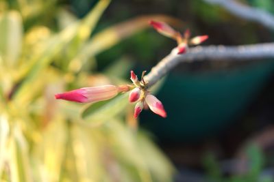 Close-up of red flowering plant