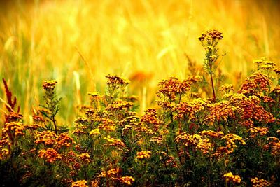 Close-up of yellow flowers blooming in field