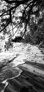 Scenic view of river flowing through forest