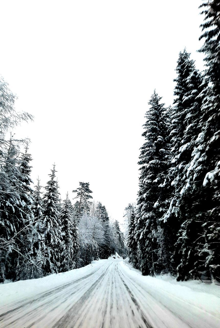 tree, snow, plant, cold temperature, winter, transportation, the way forward, road, nature, diminishing perspective, sky, no people, coniferous tree, scenics - nature, black and white, pine tree, non-urban scene, vanishing point, beauty in nature, pinaceae, land, forest, day, environment, frozen, landscape, tranquil scene, monochrome, tranquility, travel, pine woodland, white, outdoors, monochrome photography, mode of transportation, snowing, clear sky, country road