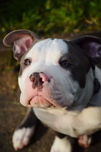 Close-up portrait of a dog