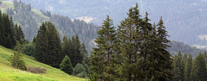 Panoramic view of pine trees in forest