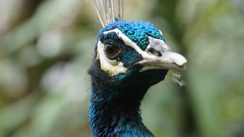 Close-up of a bird looking away