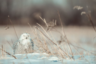 Isolated snowy owl perching in the snow