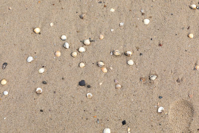 High angle view of shells on sand