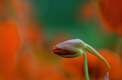 Close-up of orange flower against blurred background