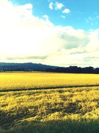 Scenic view of field against sky