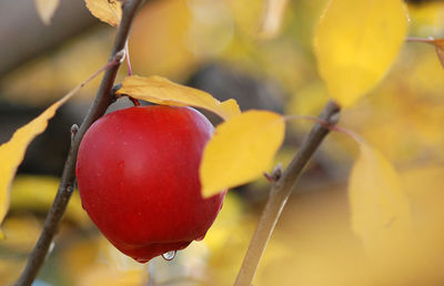 Close-up of fruit growing on tree