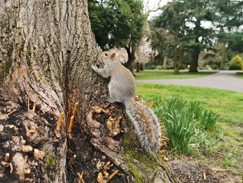 Squirrel on tree trunk