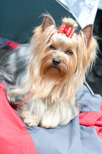 Close-up portrait of dog