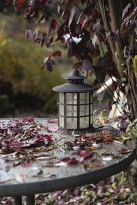 High angle view of tree