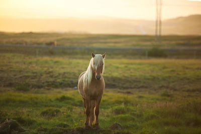 Horse standing on field in iceland