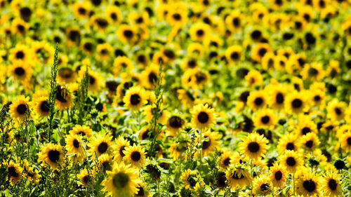 Macro shot of sunflower field