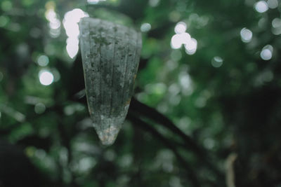 Close-up of raindrops on tree branch