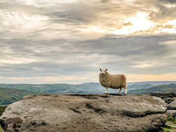 Sheep on rock against sky