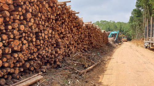 Stack of logs in forest