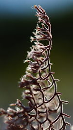 Close-up of plant