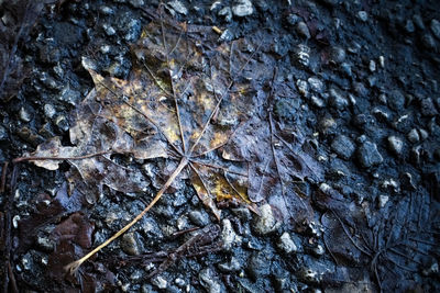 Full frame shot of tree trunk