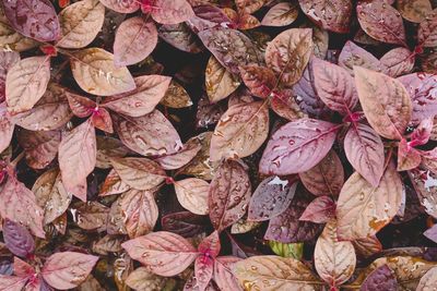 Full frame shot of dried autumn leaves