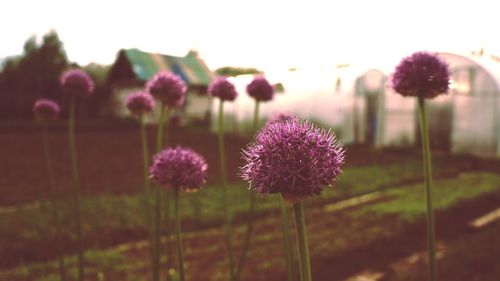 Close-up of pink flowers