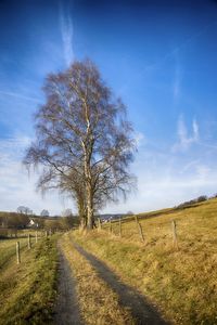 Single tree in field