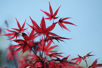 Low angle view of red flowering plant against sky