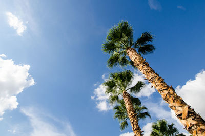 Low angle view of coconut palm tree against blue sky