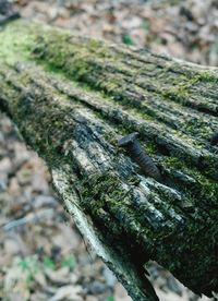 Close-up of tree trunk