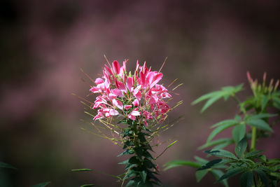 Close-up of pink flowering plant