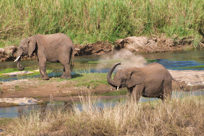 View of elephant drinking water