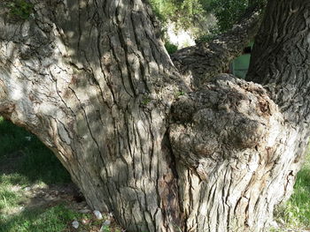 Close-up of tree trunk