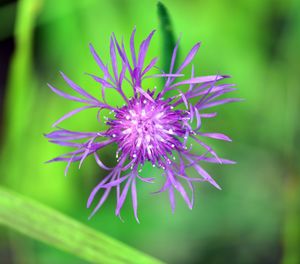 Close-up of purple flowering plant