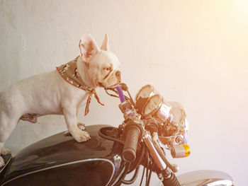 Portrait of a dog with bicycle