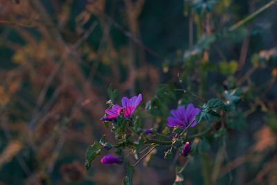 Close-up of pink flowering plant