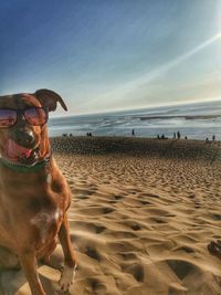 Dog at beach against sky