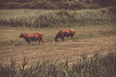 Horses in a field
