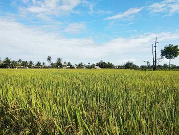 Scenic view of agricultural field against sky