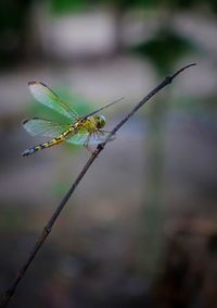 Close-up of dragonfly on plant
