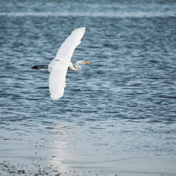 Seagull flying over sea